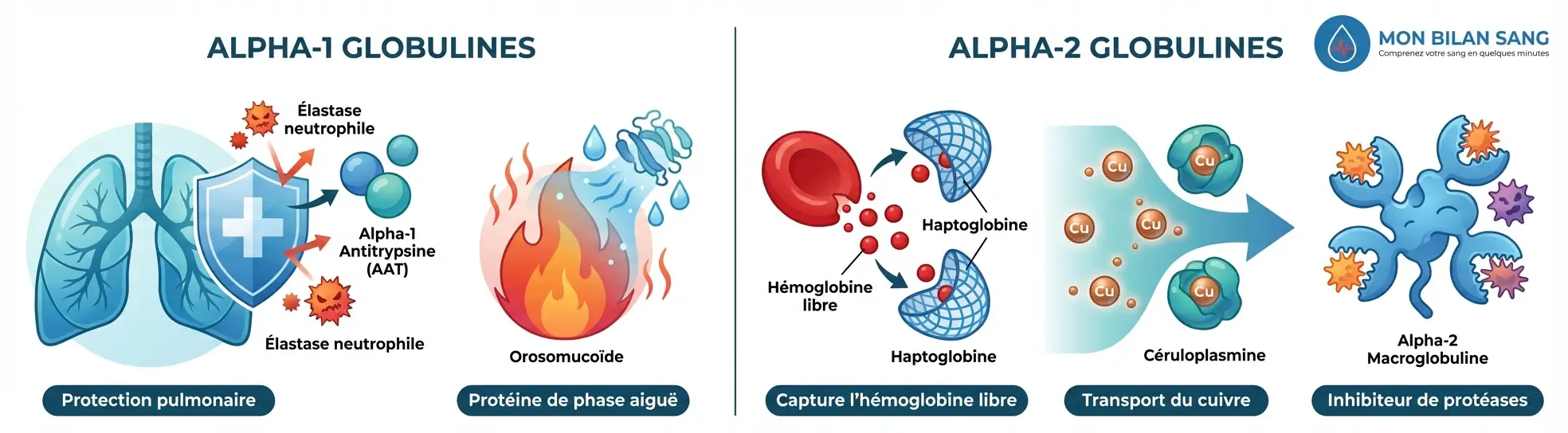 Infographie détaillant les fonctions des alpha-1 et alpha-2 globulines : alpha-1 antitrypsine protégeant les poumons, haptoglobine liant l'hémoglobine libre, céruloplasmine transportant le cuivre