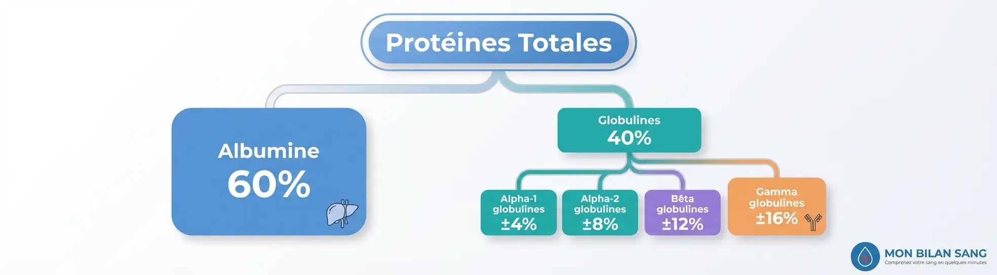 Diagramme de classification des protéines sériques montrant la répartition entre albumine (60%) et globulines (40%), avec subdivision des globulines en fractions alpha-1, alpha-2, bêta et gamma